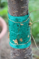 lijmbanden rond de stam verhinderen het op en neer klimmen van mieren