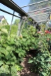 zomer - druivelaars en tomaten vechten voor de meeste zon
