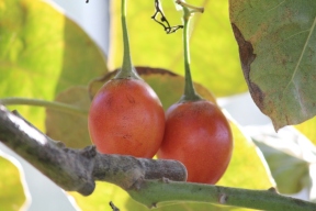 25-12-2013: de vruchten hangen in trossen van 2 tot 6 vruchten