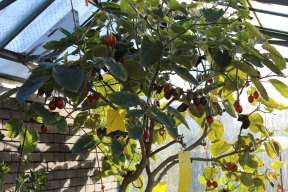 25-12-2013: boom met 10tallen vruchten