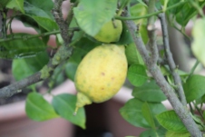 11-01-2014: citroenen blijven het gemakkelijkst te kweken