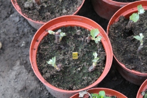 23-03-2014: de winterstekjes van de druivelaars komen tot leven, nog even en ze kunnen in individuele potjes uitgeplant worden.