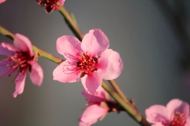 23-03-2014: delicate roze perzikbloesems overladen de boom (in de serre)
