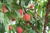 15-06-2014 : wanneer de vruchten een noot groot zijn, worden ze drastisch gedund tot ongeveer 1/3